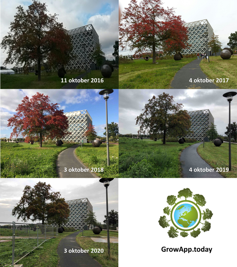Verschil in mate van bladverkleuring van moseiken op de campus van Wageningen University begin oktober tussen de jaren 2016 tot en met 2020