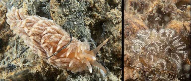 Gekraagde vlokslak (Aeolidiella alderi)