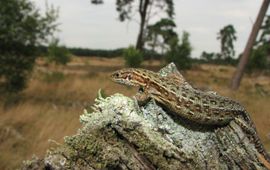 Levendbarende hagedis zoekt het hogerop om op te warmen in de zon