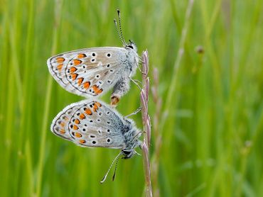 Ook de blauwtjes zijn best uit elkaar te houden als je weet waarop je moet letten