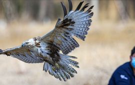 Een vrijgelaten Mongoolse buizerd vliegt terug het wild in terwijl BRRC revalidatiemedewerkers Lei Zhou (links) en Betty Dai (rechts) op de achtergrond toekijken.