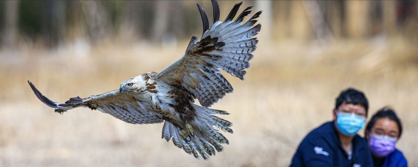 Een vrijgelaten Mongoolse buizerd vliegt terug het wild in terwijl BRRC revalidatiemedewerkers Lei Zhou (links) en Betty Dai (rechts) op de achtergrond toekijken.