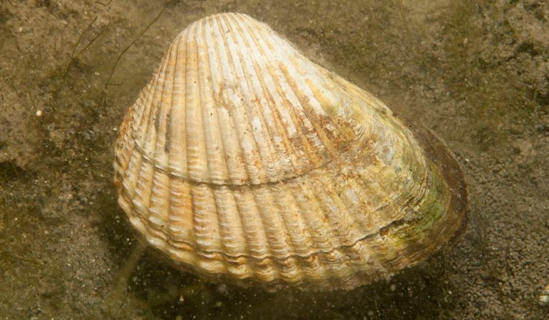 De autochtone Brakwaterkokkel komt na de opkomst van de exoten veel minder voor in het Goese Meer