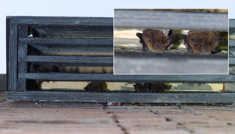 Kleine groepjes ruige dwergvleermuizen worden regelmatig gezien in vleermuiskasten