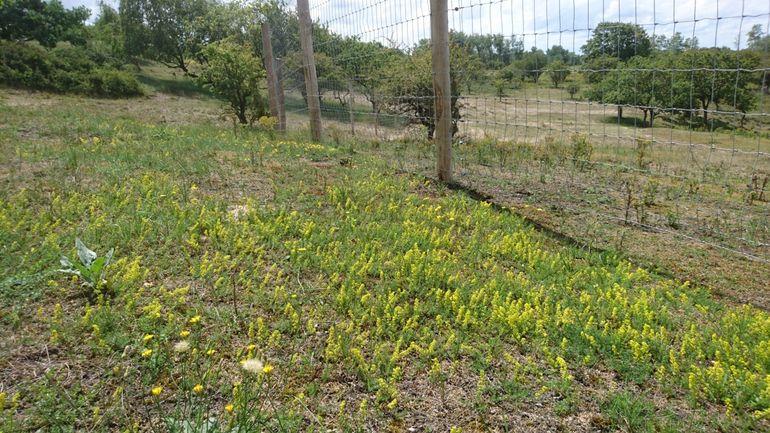 Zichtbare positieve effecten langs het hekwerk in de Waterleidingduinen