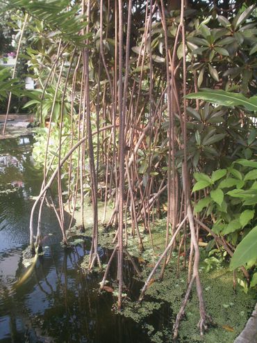 Rhizophora spec. in de Victoriakas van de Leidse Hortus