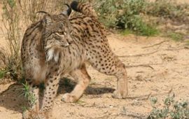 spaanse lynx