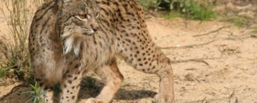 spaanse lynx
