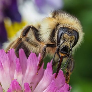 De voedselzekerheid van de zandhommel wordt vooral bedreigd door intensief landgebruik en beheer