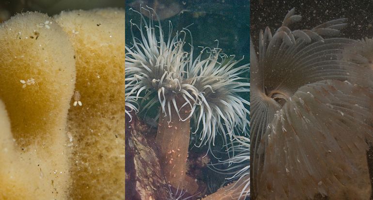 Drie verschillende soorten nijntjes op drie verschillende gastheren. Van links naar rechts op een spons, zeeanjelier en worm