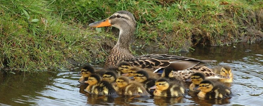 Today | Jonge eendjes gezien? Vertel het Dr. Duck!