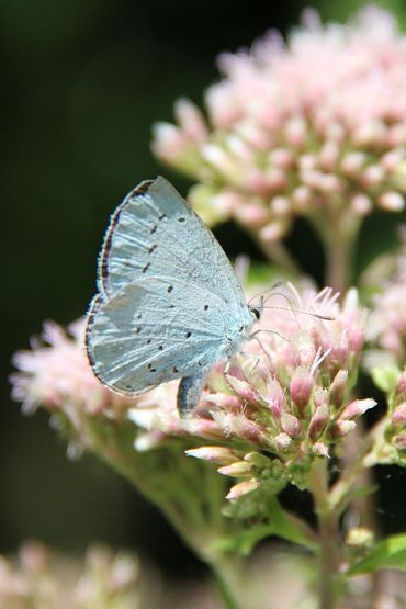 Boomblauwtje op de bloemrijke top van een koninginnekruid