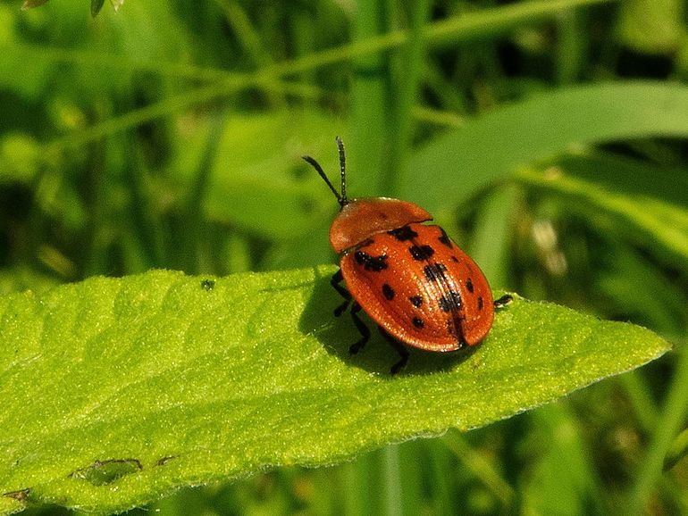 De meeste schildpadtorren zijn groen of bruin, maar de alantschildpator is rood met zwart. Ze leeft op heelblaadjes