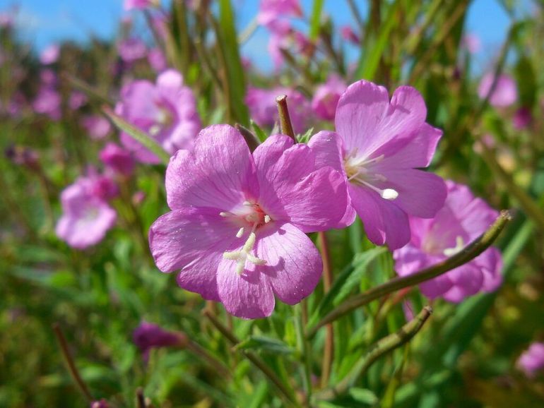 De roze bloemen van het harig wilgenroosje staan verspreid aan de stengel, en niet in een pluim