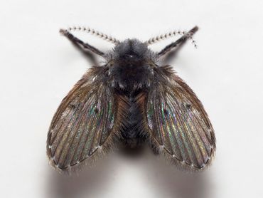 De wc-motmug (Clogmia albipunctata) is 'Insect van het Jaar 2023' (Bron: Peter Koomen)