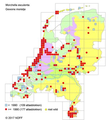 Verspreidingskaartje Gewone morielje