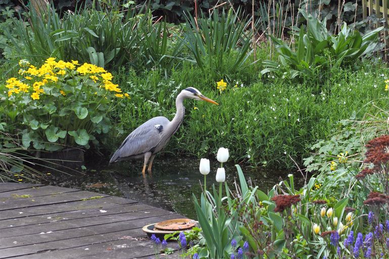 Blauwe reiger