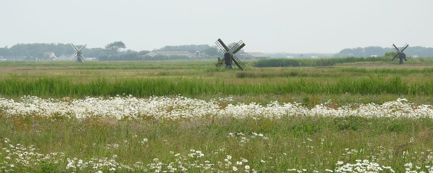 Polder Waal en Burg, Texel