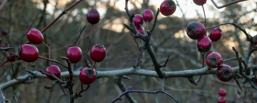 Meidoorn in de duinen bij Rockanje