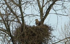 Zeearend met drie jongen in Roggebotzand