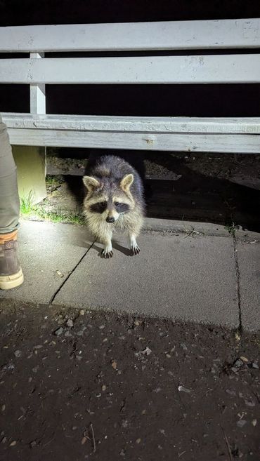 In de Duitse stad Kassel wordt de wasberendichtheid ingeschat op honderd wasberen per vierkante kilometer. Hier wordt niet aan beheer of bestrijding gedaan. Als gevolg van interacties met mensen zijn de wasberen hier hun schuwheid verloren