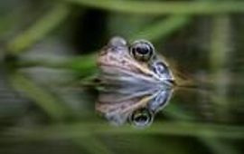 Bruine kikker. Foto: Axel Wiewel, Natuurmonumenten