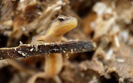 juveniel kleine watersalamander