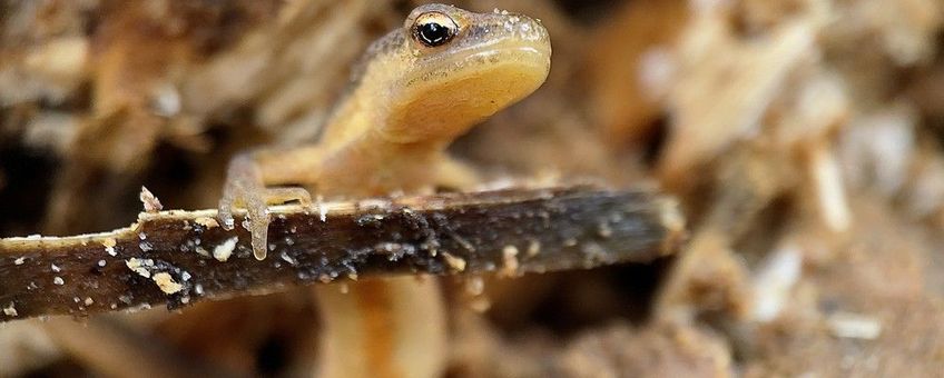 juveniel kleine watersalamander