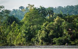 De tropische Amazone