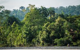 Natuurwijzer De tropische Amazone