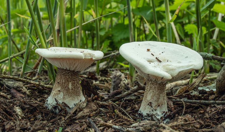 Spikkelsteelveldridderzwammen op overjarige composthoop