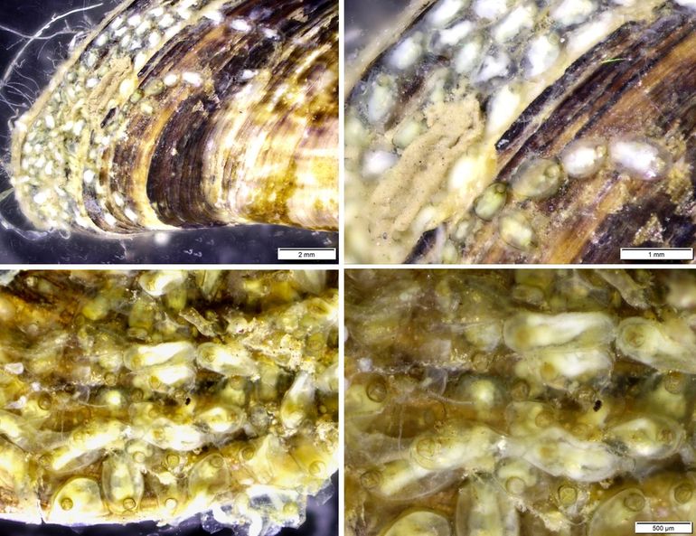 Hislopia prolixa-kolonies op de Quaggamossel (Dreissena bugensis). Verschillende vergrotingen van gefixeerde monsters uit de Maas