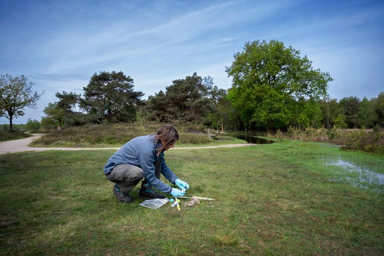 Een vrijwilliger verzamelt wolvensporen