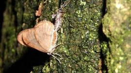 kleine wintervlinder paring - primair