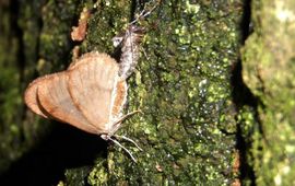 kleine wintervlinder paring - primair