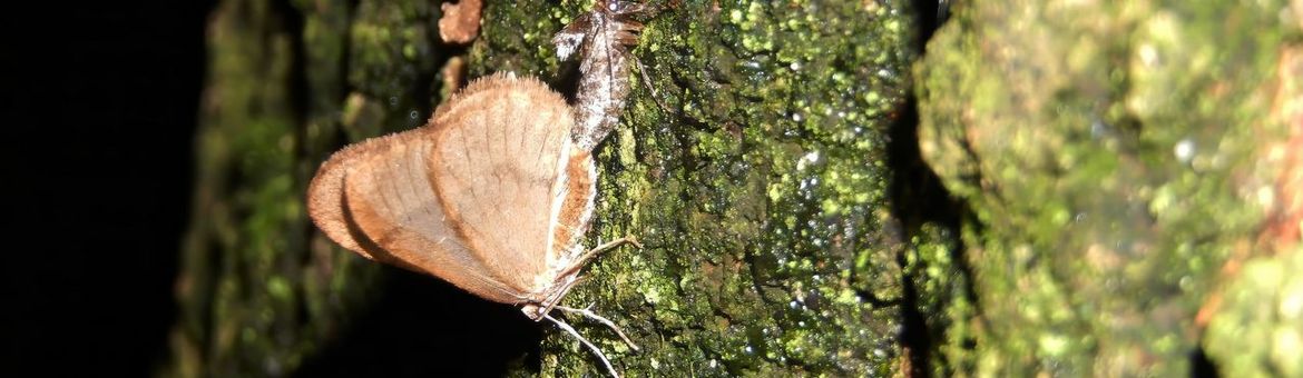 kleine wintervlinder paring - primair