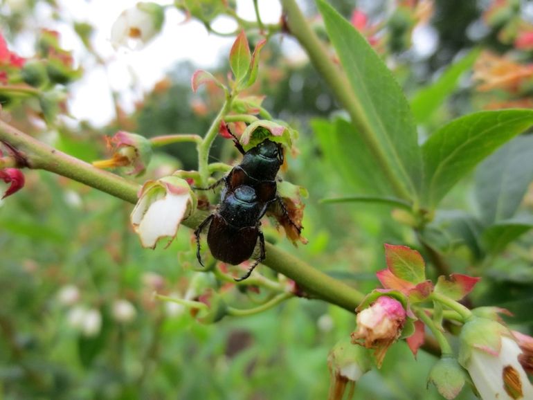 Rozenkevers die zich voeden met blad, bloem en beginnende bessen