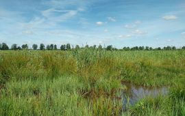 Bosgroepen Middelveen