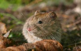 Clethrionomys glareolus. Rosse woelmuis