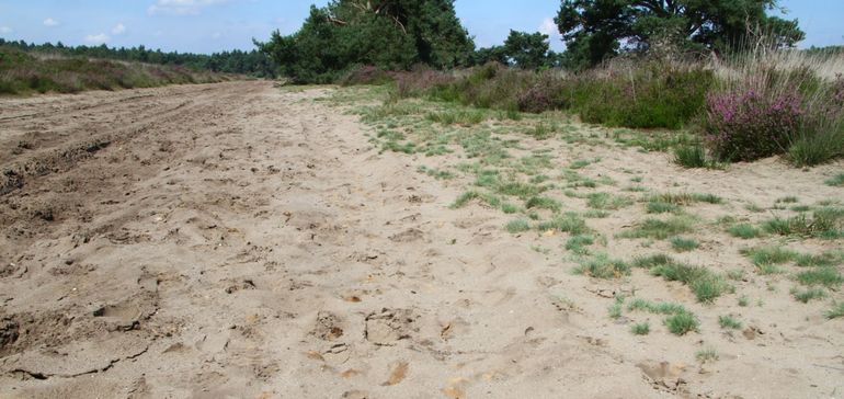 Nestaggregatie van de zilveren zandbij, de aanwezigheid van de nesten wordt vooral verraden door het omhooggewerkte lichtgele zand