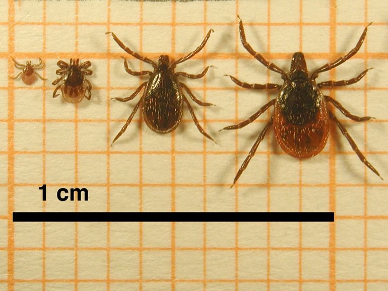 De verschillende levensstadia van de teek met van links naar rechts het larfje, de nimf, het volwassen mannetje en het volwassen vrouwtje