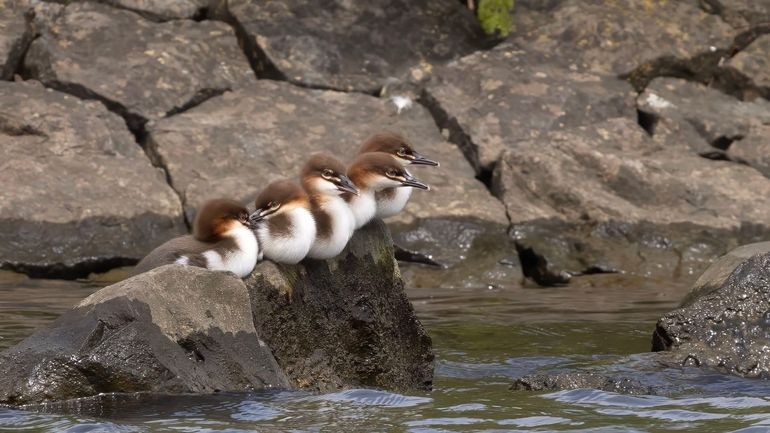 Jonge zaagbekken op een basaltblok