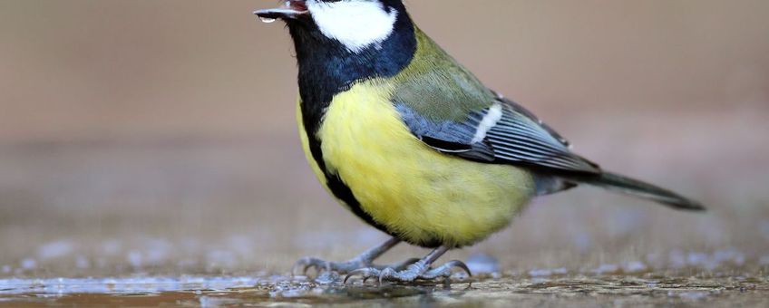 Koolmees drinkt uit wak in bevroren tuinvijver