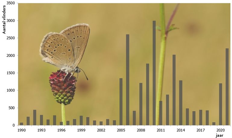 Het aantal pimppernelblauwtjes vanaf de herintroductie in 1990