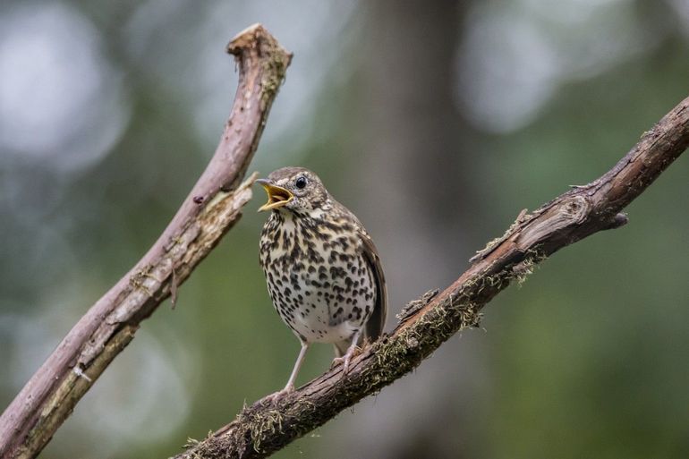Een geluksvogel die deze foto nam: een zingende zanglijster