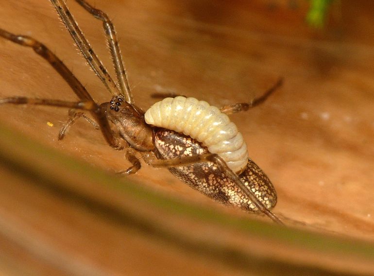 Een grote larve van de sluipwesp Acrodactyla quadrisculpta op een schaduwstrekspin