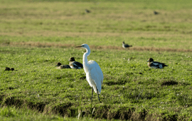 Steeds meer Grote Zilverreigers overwinteren in Nederland