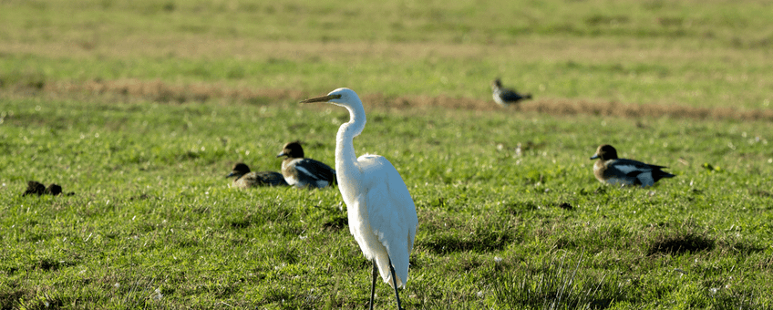 Steeds meer Grote Zilverreigers overwinteren in Nederland