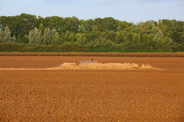 Jonge grauwe kiekendief Guusje op haar nederzetting na de oogst van het graan in 2021