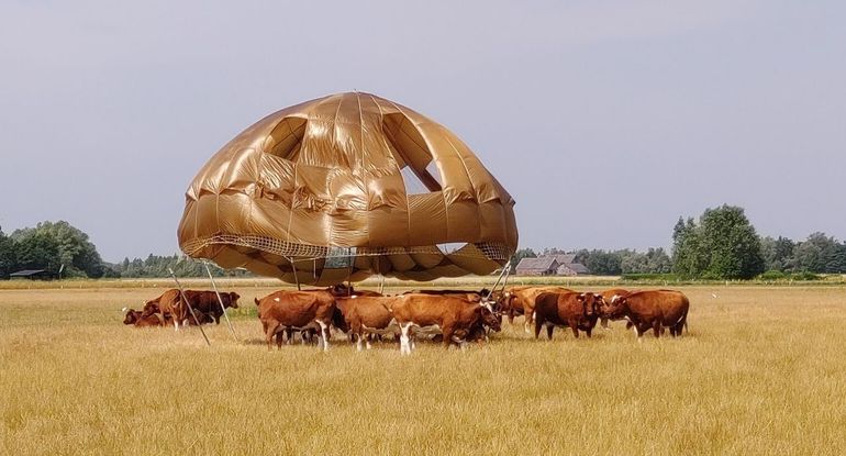 De koeien onder een beschutting van een oude parachute